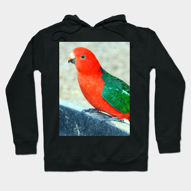 King Parrot Hoodie by Upbeat Traveler